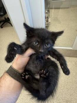 Flounder -  Domestic Short Hair Cat for Adoption in Lafayette, Indiana - Flounder | PetCurious