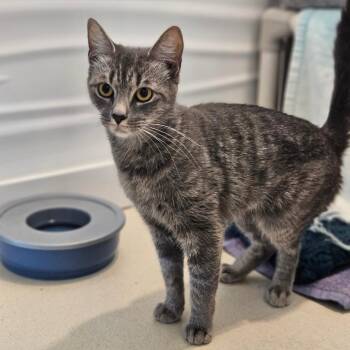 Venus -  Domestic Short Hair Cat for Adoption in Warwick, Rhode Island - Venus | PetCurious
