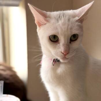 Domestic Short Hair Cats Available for Adoption in Fort Worth, Texas - Dolly | PetCurious