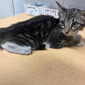 IVHS-Stray-140674 -  Domestic Short Hair Cat for Adoption in San Gabriel, California - IVHS-Stray-140674 | PetCurious
