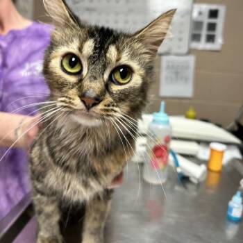 Domestic Medium Hair Cats Available for Adoption - Pippy Longstocking | PetCurious