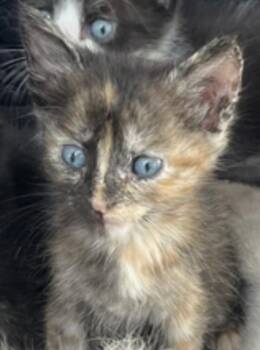 Tortilla 2 -  Domestic Short Hair Cat for Adoption in New Braunfels, Texas - Tortilla 2 | PetCurious