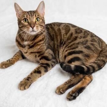 Benny -  Bengal Cat for Adoption in Miami, Florida - Benny | PetCurious