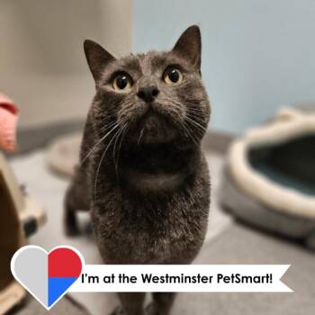 Domestic Short Hair Cats Available for Adoption - Puka | PetCurious