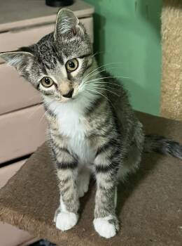 ARABELLA -  Domestic Short Hair Cat for Adoption in Chicago Ridge, Illinois - ARABELLA | PetCurious