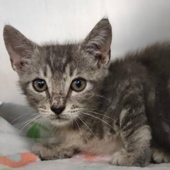 Stratus -  Domestic Short Hair Cat for Adoption in Sarasota, Florida - Stratus | PetCurious