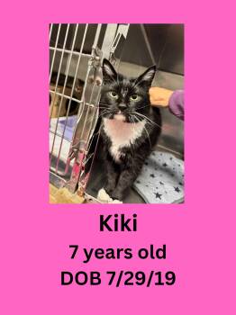 Kiki -  Domestic Short Hair Cat for Adoption in Ravenna, Ohio - Kiki | PetCurious