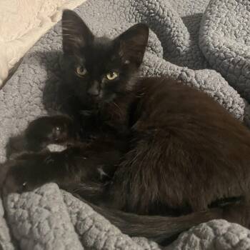 Sushi Roll -  Domestic Long Hair Cat for Adoption in Bentonville, Arkansas - Sushi Roll | PetCurious