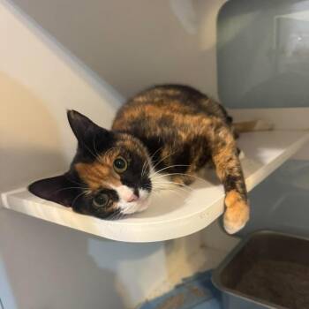 Truffles -  Domestic Medium Hair Cat for Adoption in Pinellas Park, Florida - Truffles | PetCurious