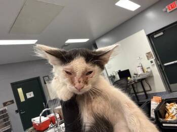 A1926862 -  Domestic Short Hair Cat for Adoption in Thousand Palms, California - A1926862 | PetCurious