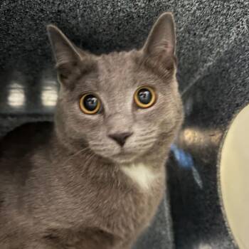 Domestic Short Hair Cats Available for Adoption in Birmingham, Alabama - Hopper | PetCurious