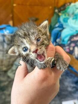 Domestic Short Hair Cats Available for Adoption in Sanford, North Carolina - Drizzle | PetCurious