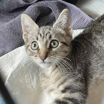 Caravan -  Domestic Short Hair Cat for Adoption in Salt Lake City, Utah - Caravan | PetCurious