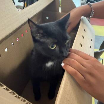 Blessing -  Domestic Short Hair Cat for Adoption in Philadelphia, Pennsylvania - Blessing | PetCurious