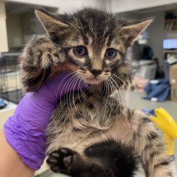 Avocado -  Domestic Short Hair Cat for Adoption in Westminster, California - Avocado | PetCurious