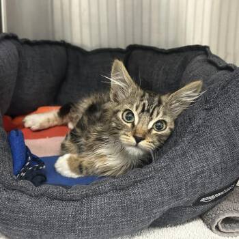 Denim -  Domestic Short Hair Cat for Adoption in Pasadena, California - Denim | PetCurious