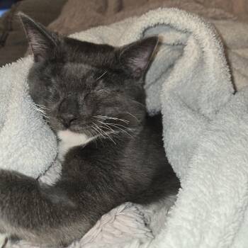 Rescue Domestic Short Hair Cats for Adoption in Midland, Michigan - Daisy Elizabeth | PetCurious