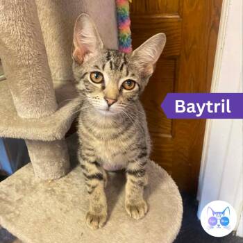 Baytril -  Domestic Short Hair Cat for Adoption in Penfield, New York - Baytril | PetCurious