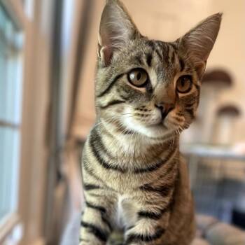 Nash -  Domestic Short Hair Cat Available for Adoption in Wind Gap, Pennsylvania - Nash | PetCurious