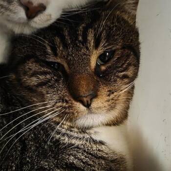 Domestic Short Hair Cats Available for Adoption - TIGGER | PetCurious