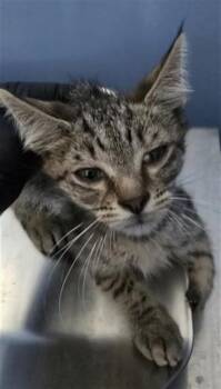 LARS -  Domestic Short Hair Cat for Adoption in San Bernardino, California - LARS | PetCurious