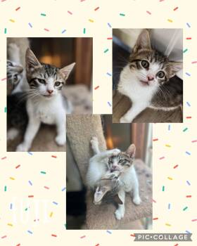 Domestic Short Hair Cats Available for Adoption in Newberg, Oregon - Fuji | PetCurious