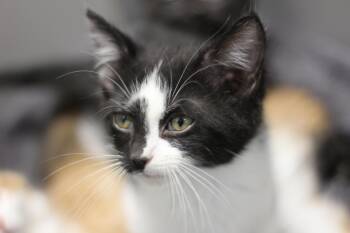 Rescue Domestic Short Hair Cats for Adoption in Rockford, Illinois - Lightning | PetCurious