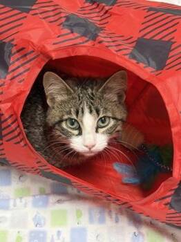 Domestic Short Hair Cats Available for Adoption in West Chester, Pennsylvania - Luis | PetCurious