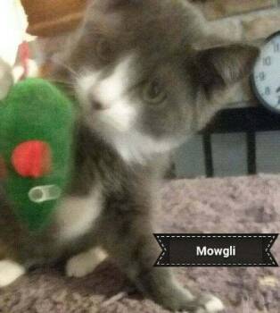Domestic Medium Hair Cats Available for Adoption - Mowgli | PetCurious
