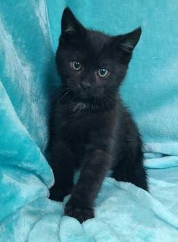 Domestic Short Hair Cats Available for Adoption in Lake City, Michigan - 7056 (Roco) | PetCurious