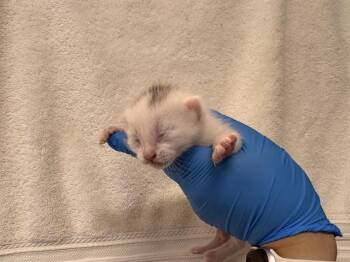 Domestic Short Hair Cats Available for Adoption - JORO | PetCurious