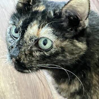 Callie -  Domestic Long Hair Cat for Adoption in Midland, Texas - Callie | PetCurious