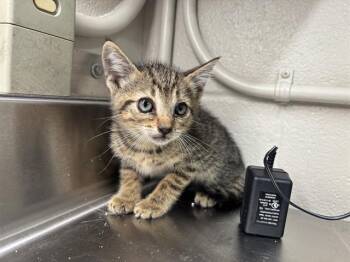 OLIVIA -  Domestic Short Hair Cat for Adoption in Grand Prairie, Texas - OLIVIA | PetCurious