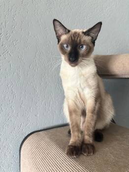 Siamese Cats Available for Adoption - CHOCOLATE | PetCurious