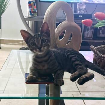 Memo -  Domestic Short Hair Cat for Adoption in Guaynabo, Guaynabo - Memo | PetCurious
