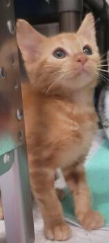 Jo-Jo -  Domestic Short Hair Cat for Adoption in Republic, Missouri - Jo-Jo | PetCurious