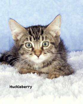 Huckleberry -  Domestic Short Hair Cat for Adoption in Gilbert, Arizona - Huckleberry | PetCurious