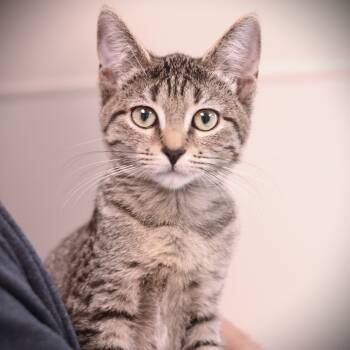 Rescue Domestic Short Hair Cats for Adoption in Amsterdam, New York - Tagalong | PetCurious