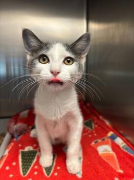 Curtis -  Domestic Short Hair Cat for Adoption in Sacramento, California - Curtis | PetCurious