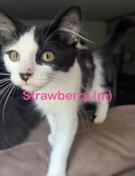 STRAWBERRY Kitten (m) -  Domestic Long Hair Cat Available for Adoption in New Bern, North Carolina - STRAWBERRY Kitten (m) | PetCurious