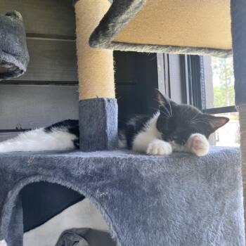 Abby -  American Shorthair Cat for Adoption in Freeport, Florida - Abby | PetCurious
