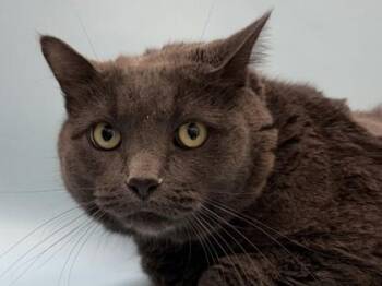 Silver -  Domestic Short Hair Cat for Adoption in Woodbury, Minnesota - Silver | PetCurious