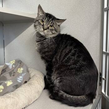 Rescue Domestic Short Hair Cats for Adoption in West Milford, New Jersey - Chance | PetCurious