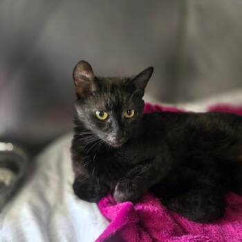 Domestic Short Hair Cats Available for Adoption in San Jacinto, California - Luna | PetCurious