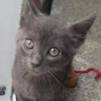 Sparky C12862 -  Domestic Short Hair Cat for Adoption - Sparky C12862 | PetCurious