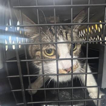 Domestic Short Hair Cats Available for Adoption - Mellow | PetCurious