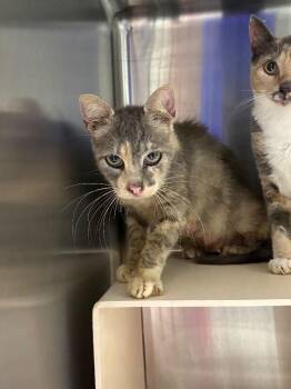 Turtle -  Domestic Short Hair Cat for Adoption in Burgaw, North Carolina - Turtle | PetCurious