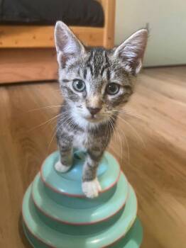 Rhubarb -  Domestic Short Hair Cat for Adoption in Vashon, Washington - Rhubarb | PetCurious