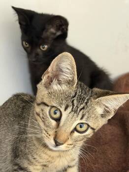 Vivian -  Domestic Short Hair Cat for Adoption in Bossier City, Louisiana - Vivian | PetCurious