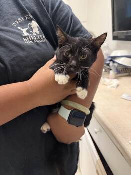Tara -  Domestic Short Hair Cat for Adoption in Ontario, California - Tara | PetCurious